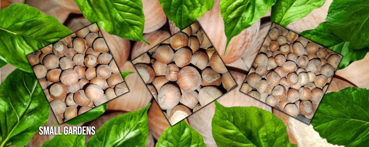 Крупноплодный фундук Ломбардский регионы для выращивания в России | Small Gardens