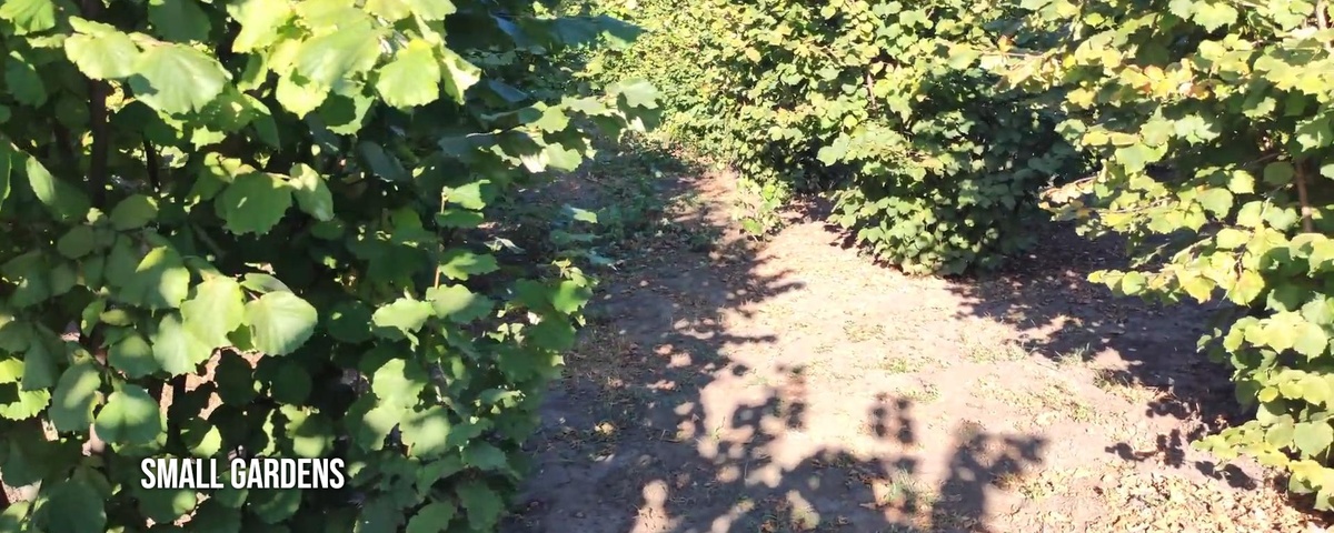 Крупноплодный фундук Ломбардский регионы для выращивания в России | Small Gardens