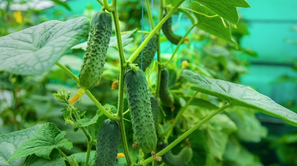 Оптимальным выбором будут гибридные партенокарпические сорта огурцов