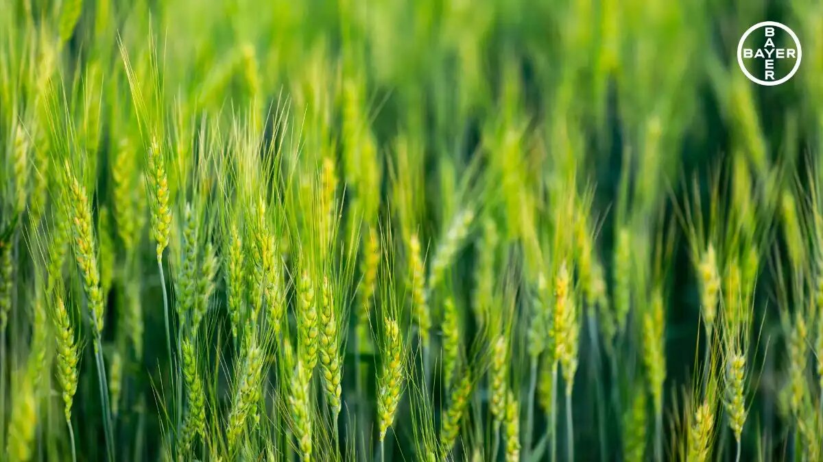 Фото:Bayer
Гербицид Мушкет® Плюс от Bayer решает противоречия в гербицидной защите зерновых культур