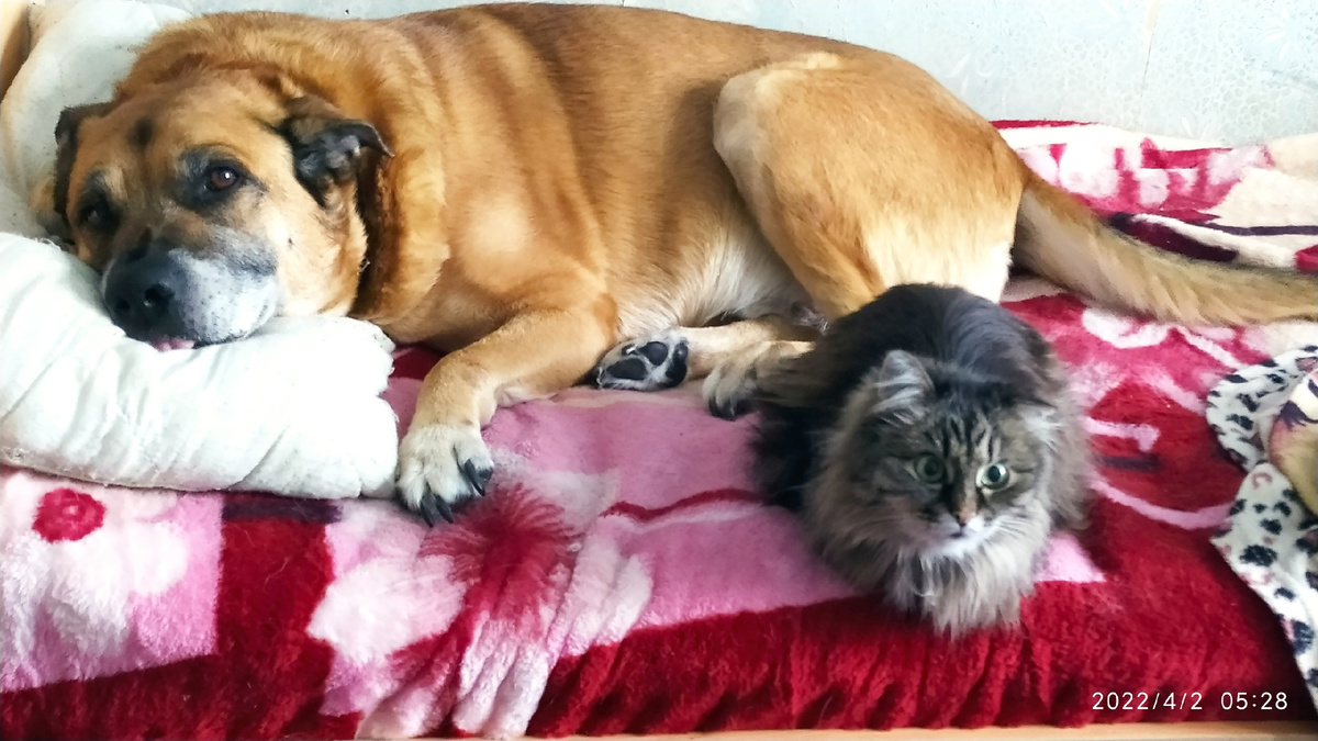 Мой пес Хвостик и Котя.