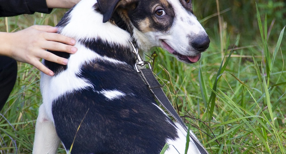 В поисках дома Дрейк🐾