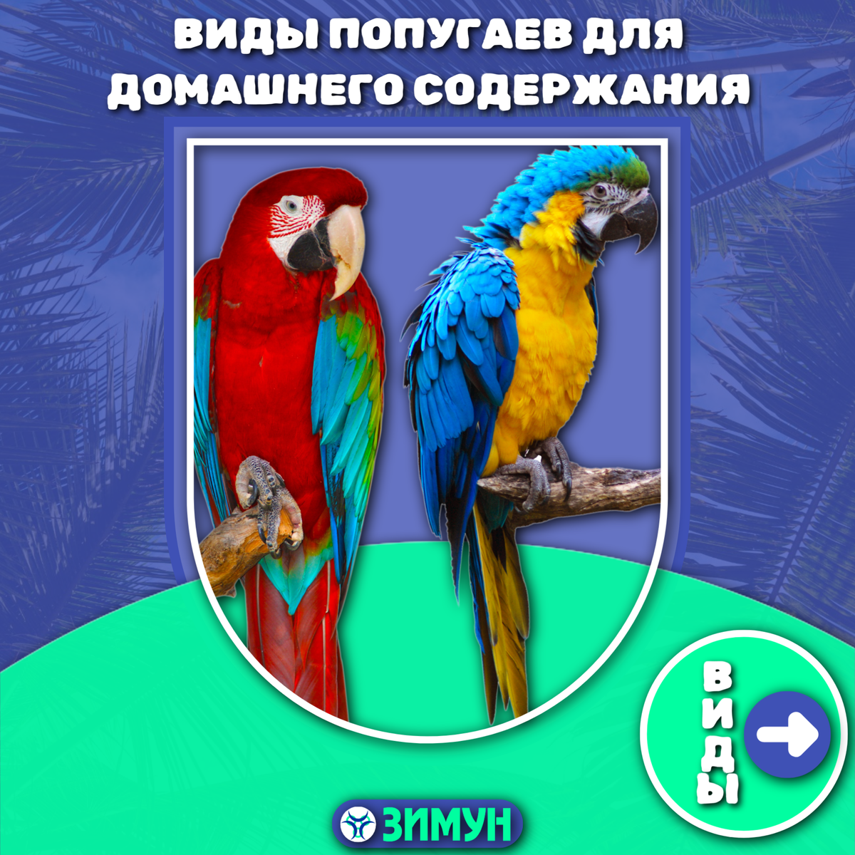 Заставка с попугаями на фоне