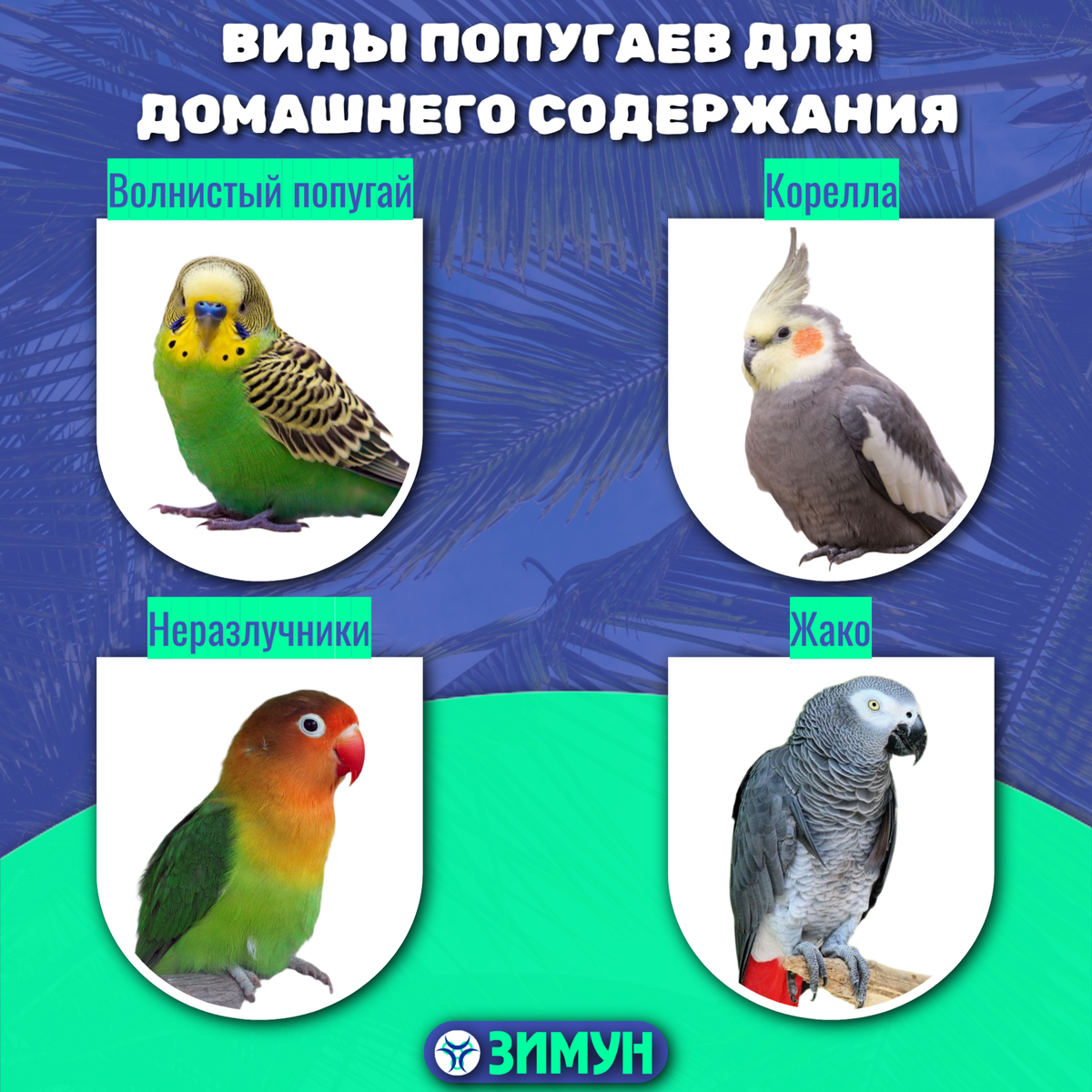 Виды попугаев для домашнего содержания