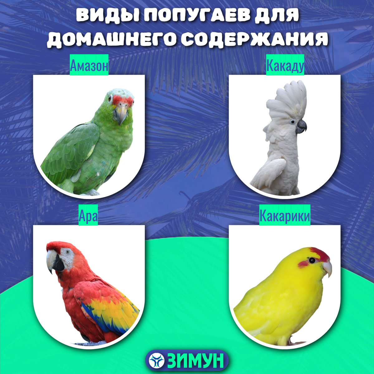 Виды попугаев для домашнего содержания