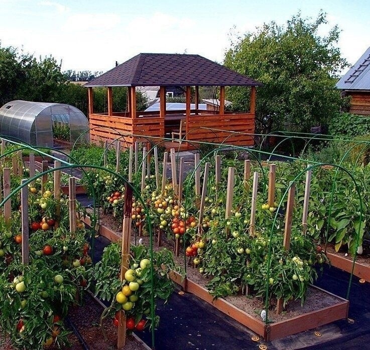 Яндекс Картинки