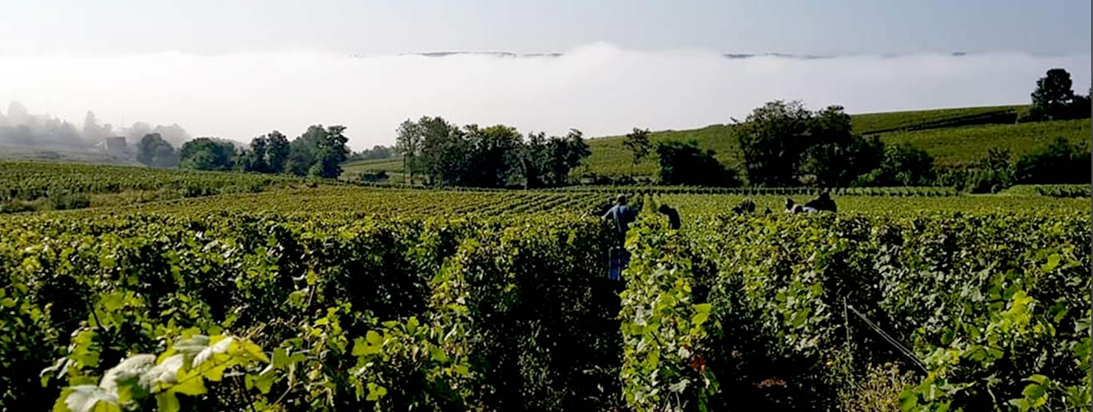 Виноградники шампанского дома Champagne Courtois. Франция, Шампань