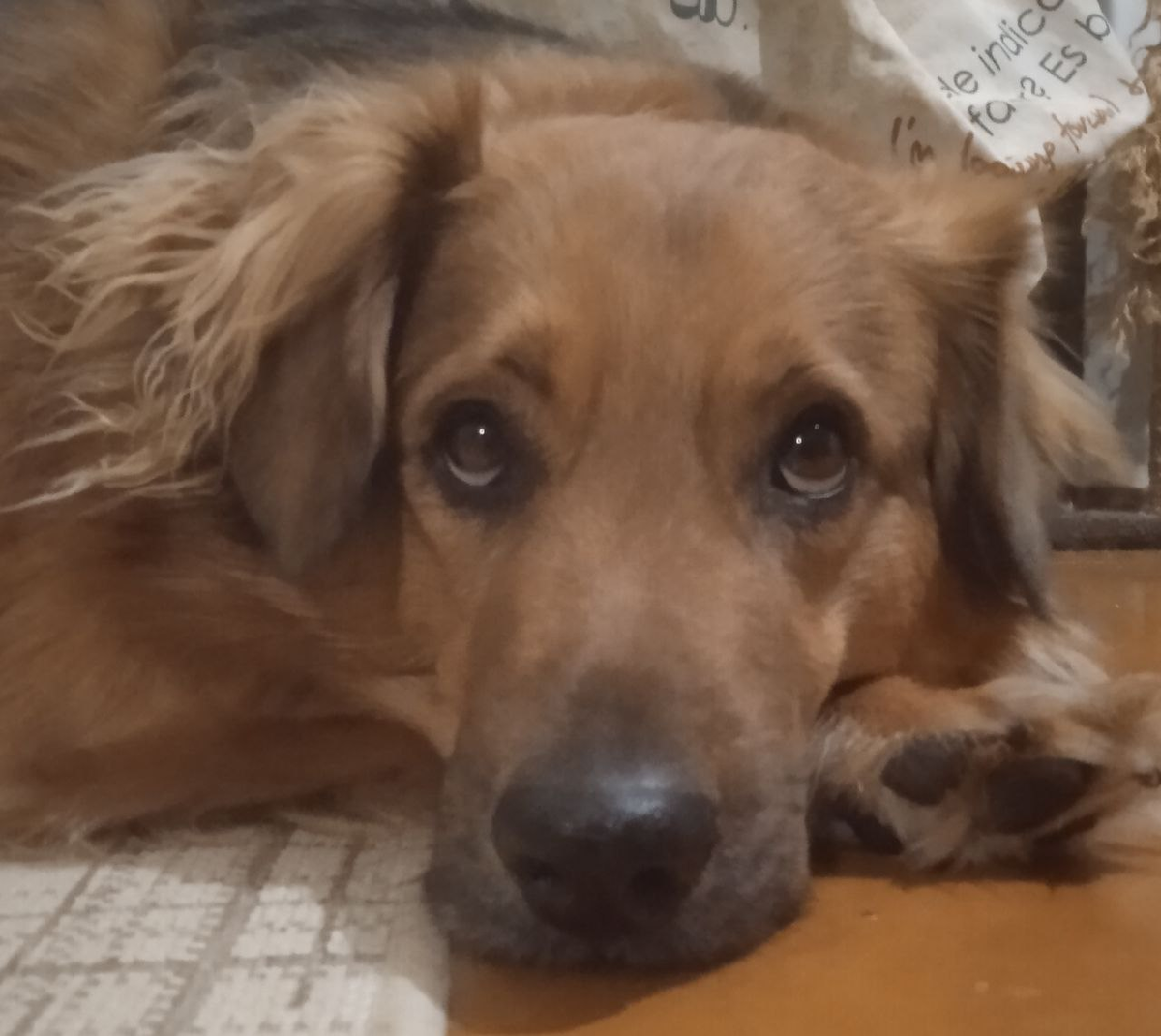 Барни не отвечает на мои вопросы о причинах необычного поведения.