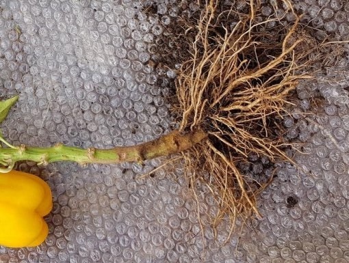 Корневая система взрослого растения перца