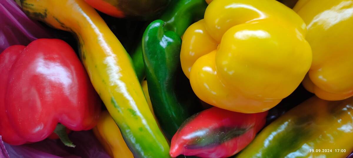 Перец, урожай 2024 года 
