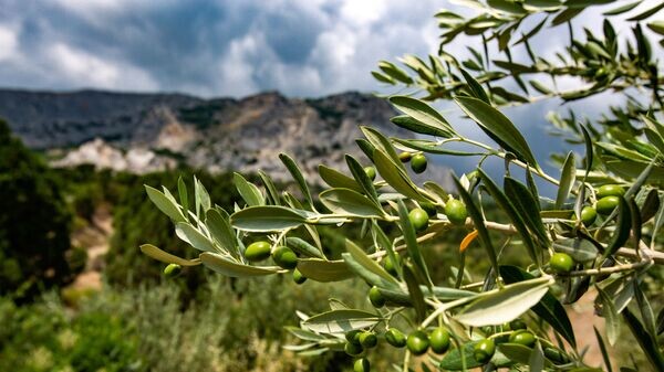    © Фото: пресс-служба КФУ