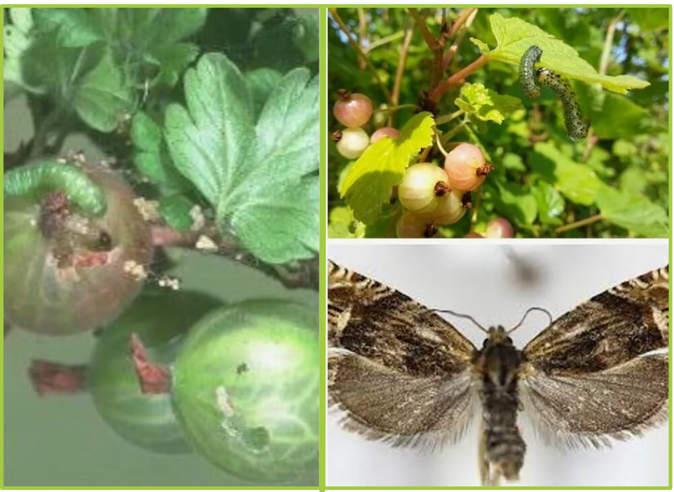 Крыжовниковая огнёвка