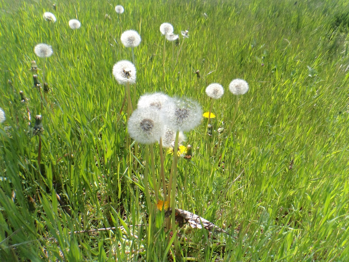 Ориби Каммпирр - Пушистый свет, такой слепящий © Copyright: Ориби Каммпирр
