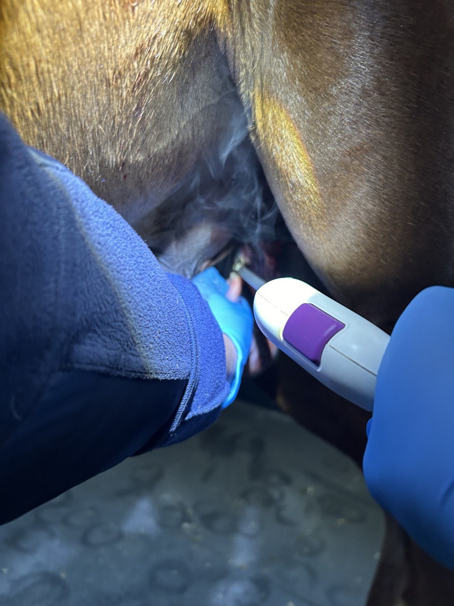 Кастрация электрокоагулятором