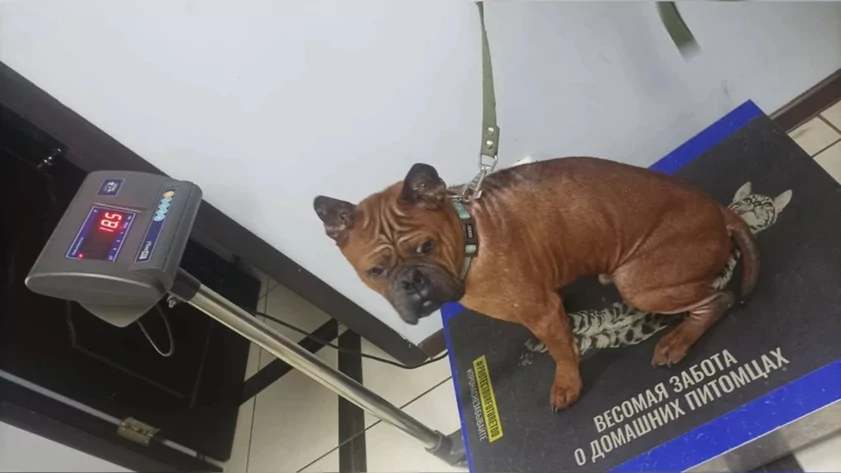 Виновник торжества