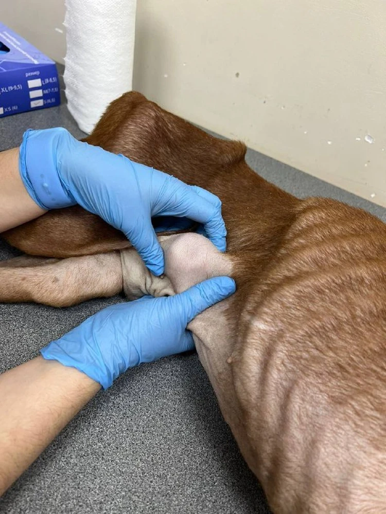 Осмотр ветеринарным врачом