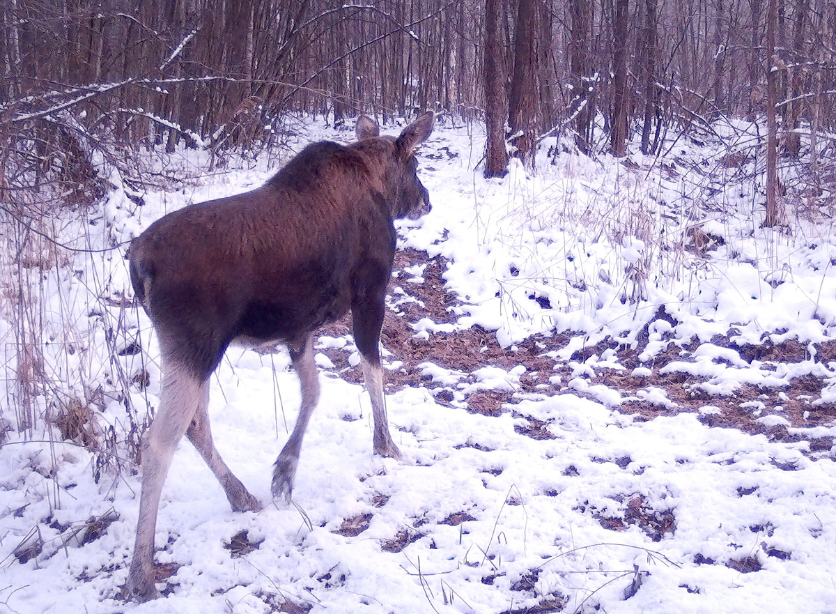 Лось.    Это фото как нельзя лучше показывает состояние снежного покрова в некоторых местах.