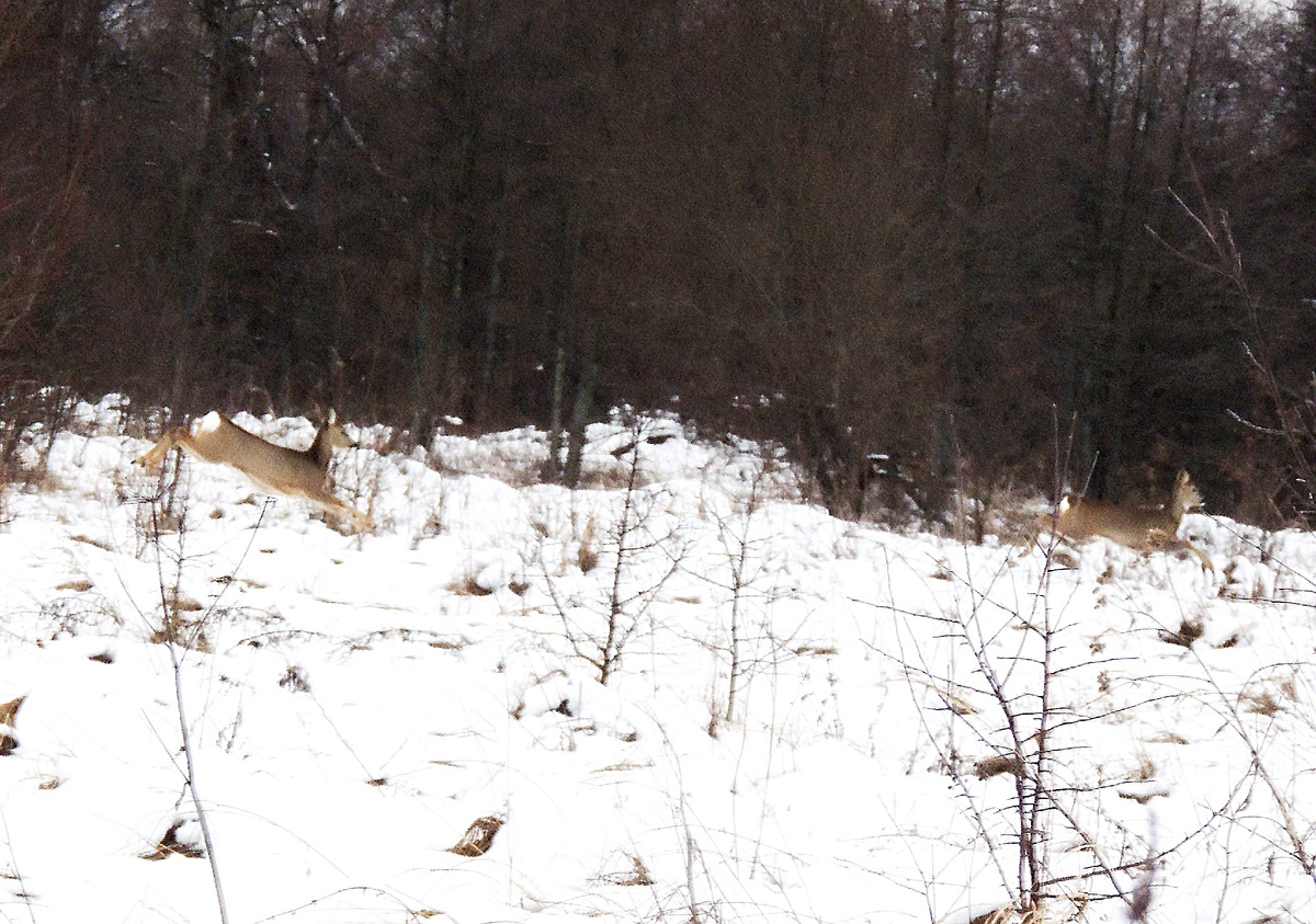 Косули (фото О.В. Глушенкова)