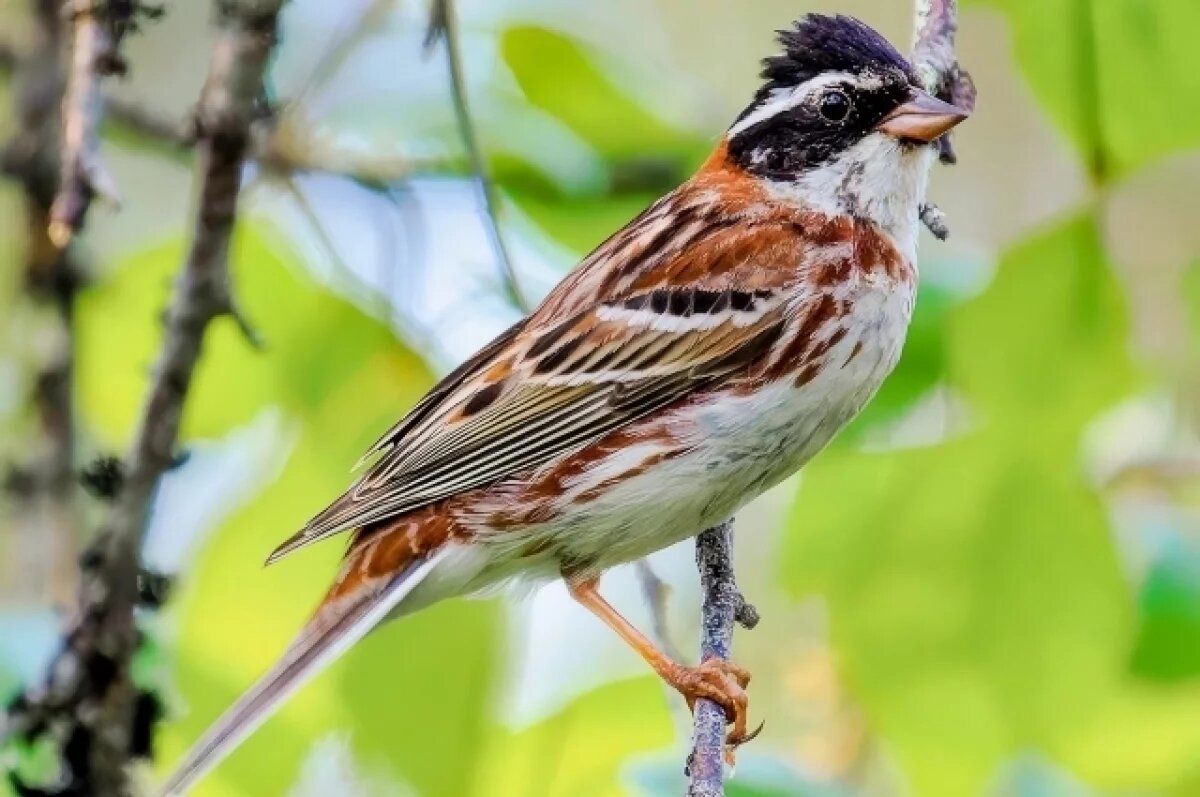    В обновленную Красную книгу Камчатки внесли овсянку-ремез и нарвала