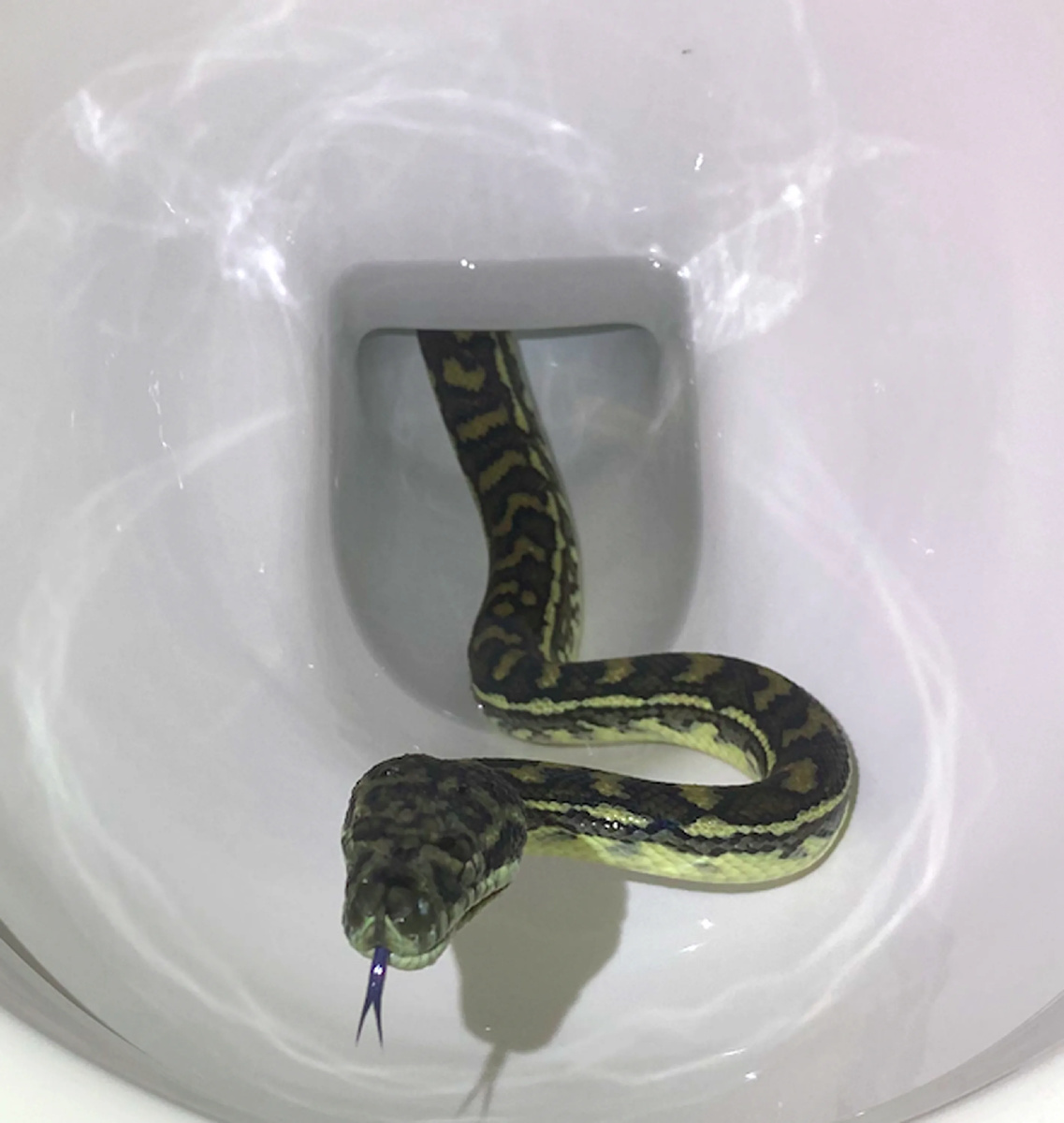 Здравствуйте, я из компании Орифлейм!