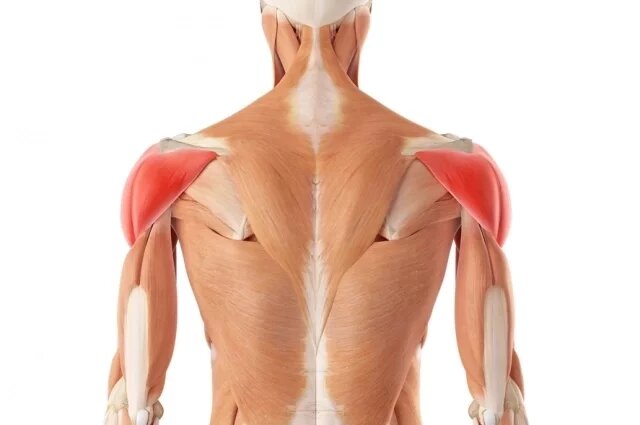    Где находится дельтовидная мышца?