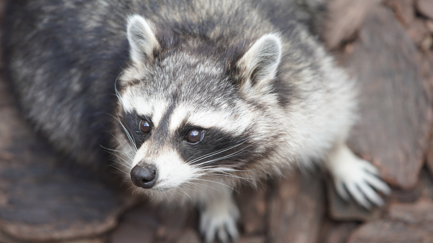    Фото: ИЗВЕСТИЯ; 5-tv.ru