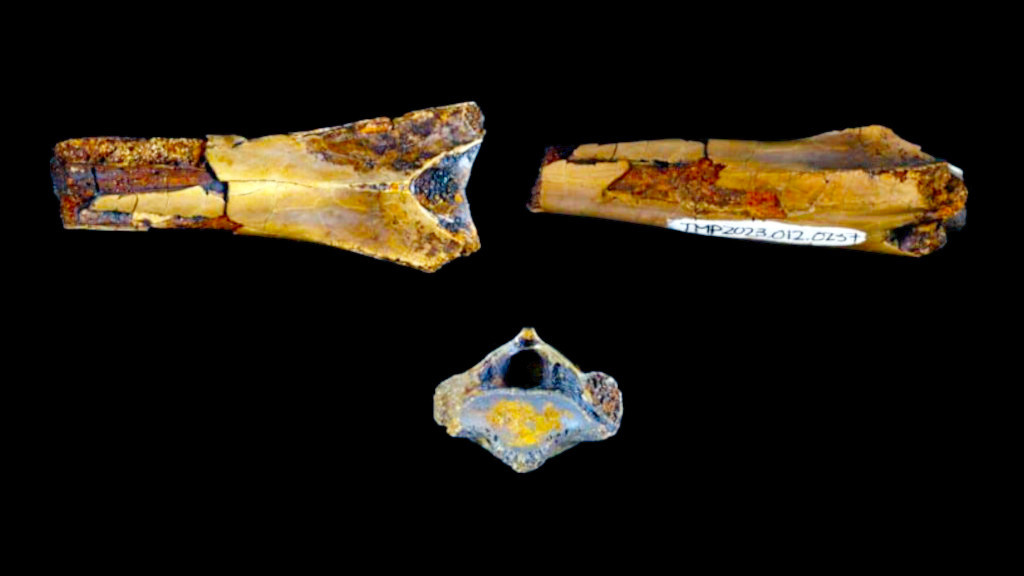 Но судя по размерам позвонка, конкретная особь была довольно молодой.