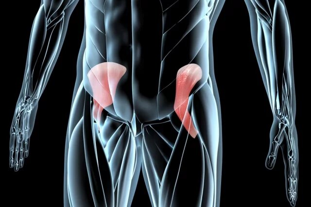    Где находится подвздошная мышца?