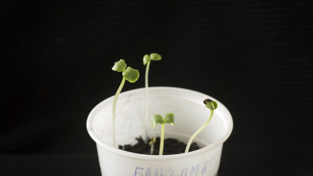    Фото: Nikolay Gyngazov/Global Look Press