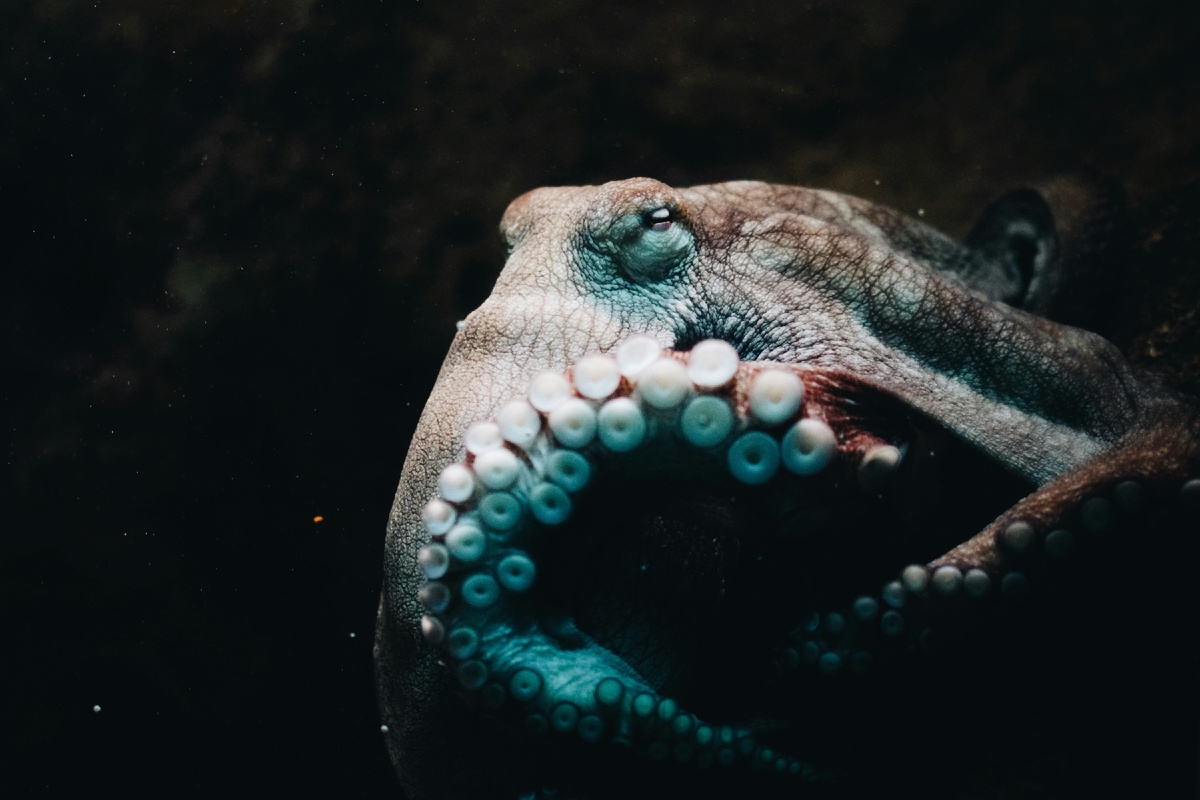 Photo by <a href="https://unsplash.com/@obkim?utm_content=creditCopyText&utm_medium=referral&utm_source=unsplash">Qijin Xu</a> on <a href="https://unsplash.com/photos/close-up-photo-of-brown-octopus-pSmXVhWr9kE?utm_content=creditCopyText&utm_medium=referral&utm_source=unsplash">Unsplash</a>
      