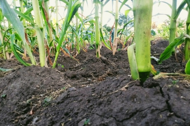    Фото:  АиФ/ Евгения Гаева