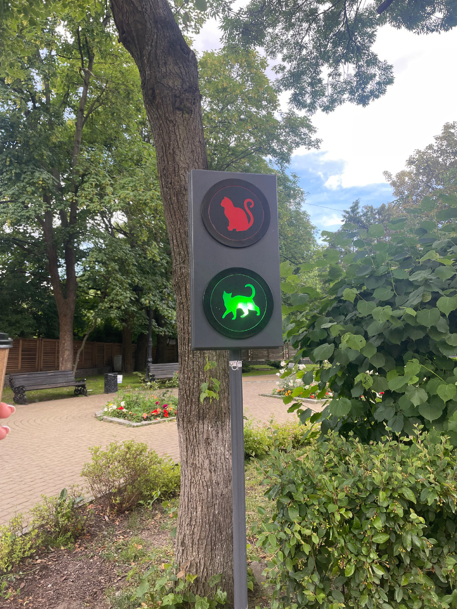У котиков в Зеленоградске даже есть свой светофор.
