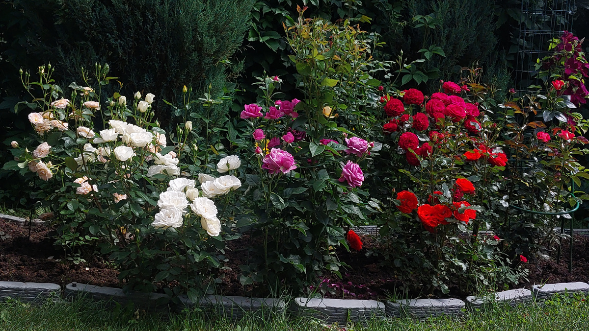 Мой июль всегда такой). Флорибунды.