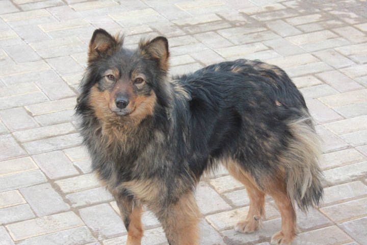 Фото: 19rusinfo.ru
