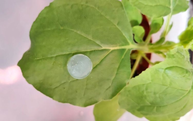    Заплатки для растений из бактериальной целлюлозы пригодятся устойчивому садоводству