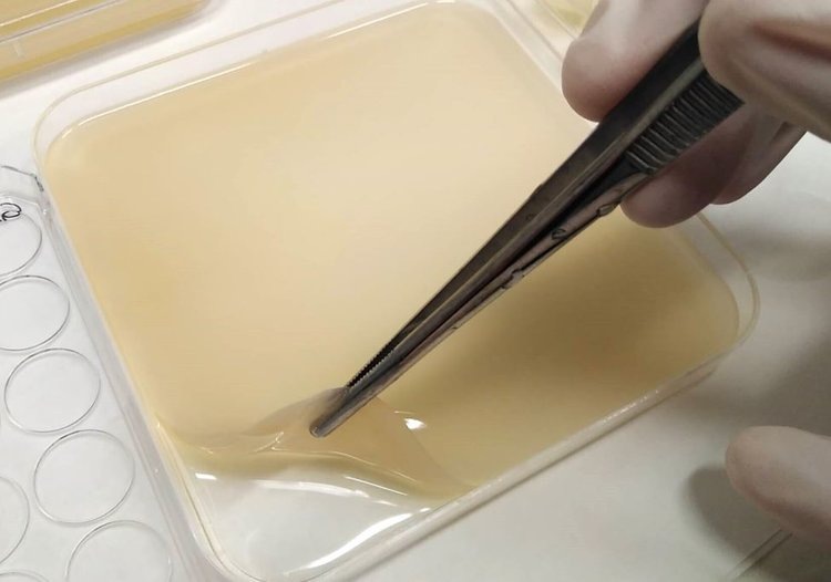     Заплатки для растений из бактериальной целлюлозы пригодятся устойчивому садоводству
