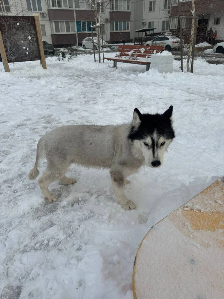 Фото с rostov.kp.ru