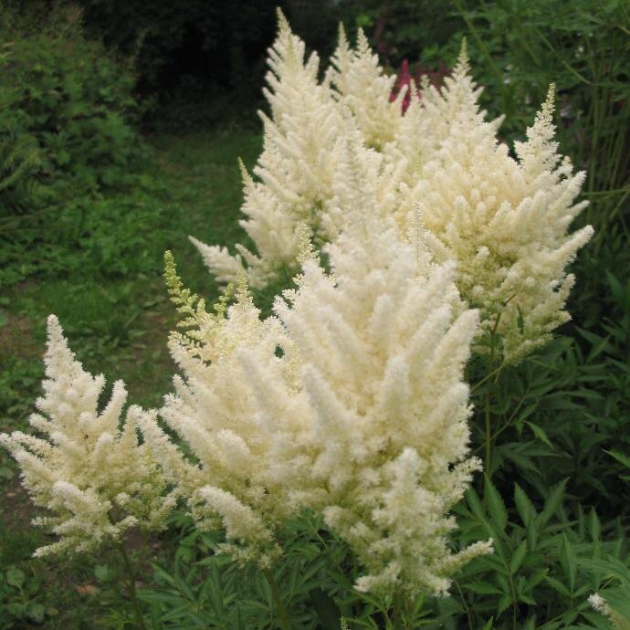 Вайс Глория