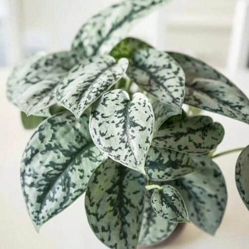 Источник фото https://stroy-podskazka.ru/scindapsus/sorta/silver-ledi/