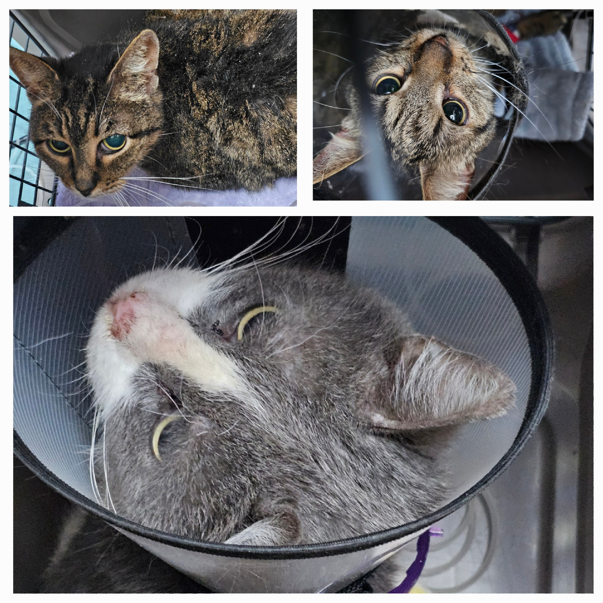 Фото автора. Ребята  Маргоша, Мо, Дедуся.