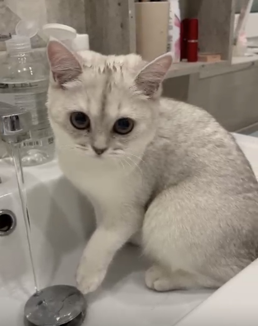 Хорошо, что потоп не устроил