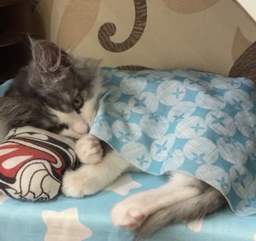 Спать надоело