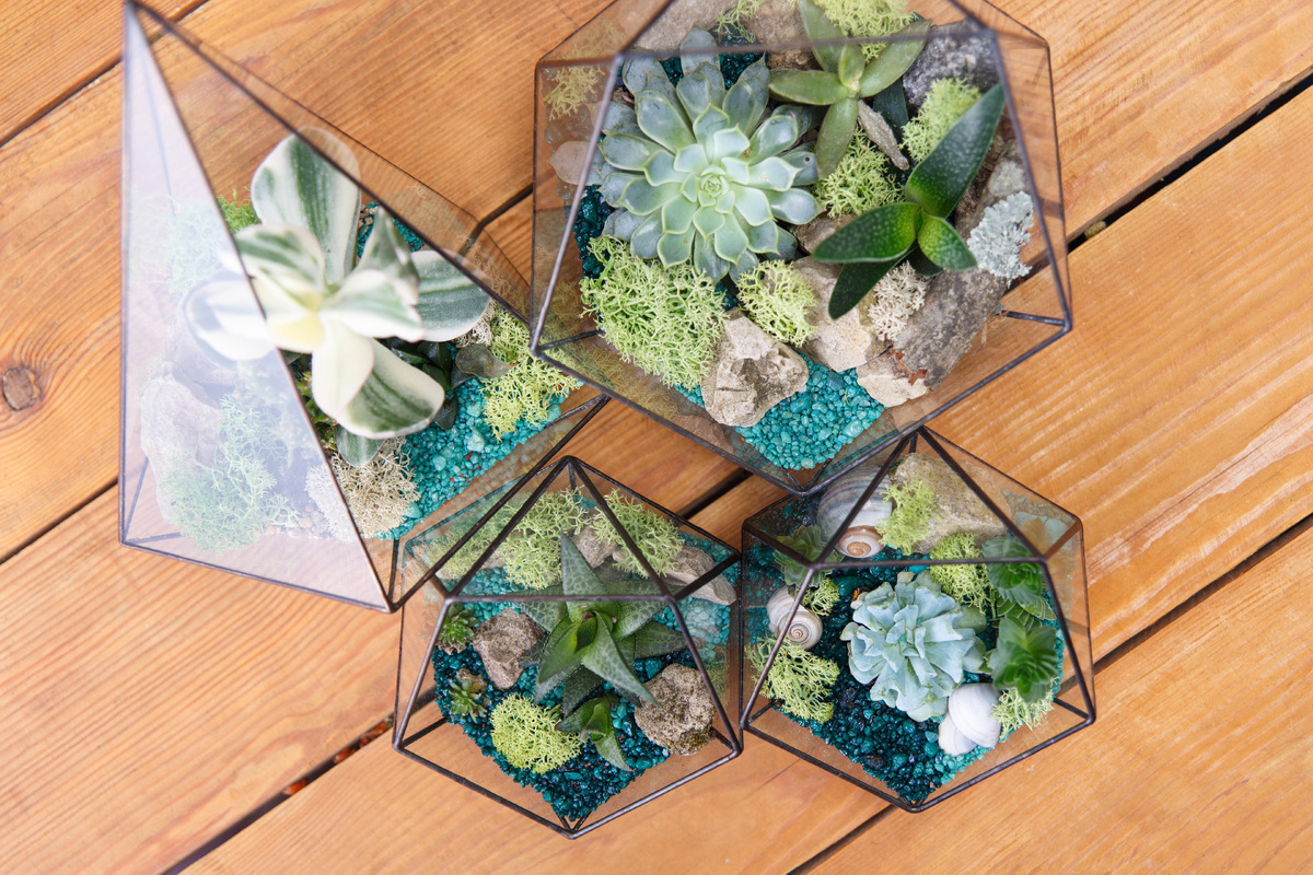     5 простых в уходе комнатных растений для флорариума