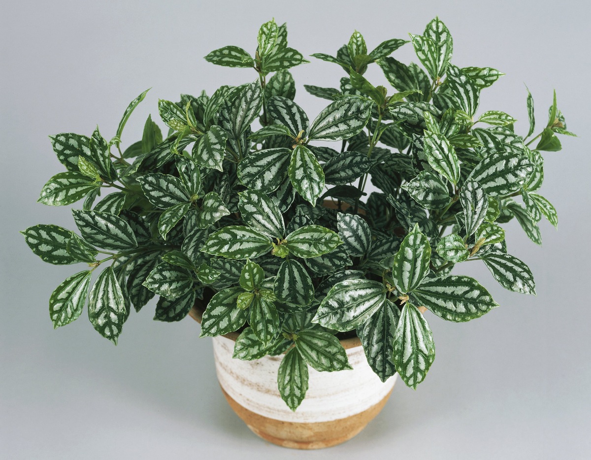    Пилея КадьеLegion-Media