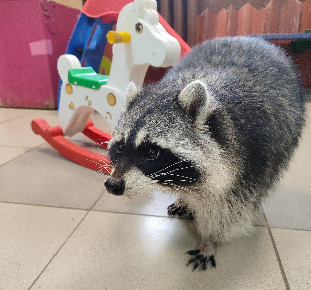 "Село енотов" Тюмень.