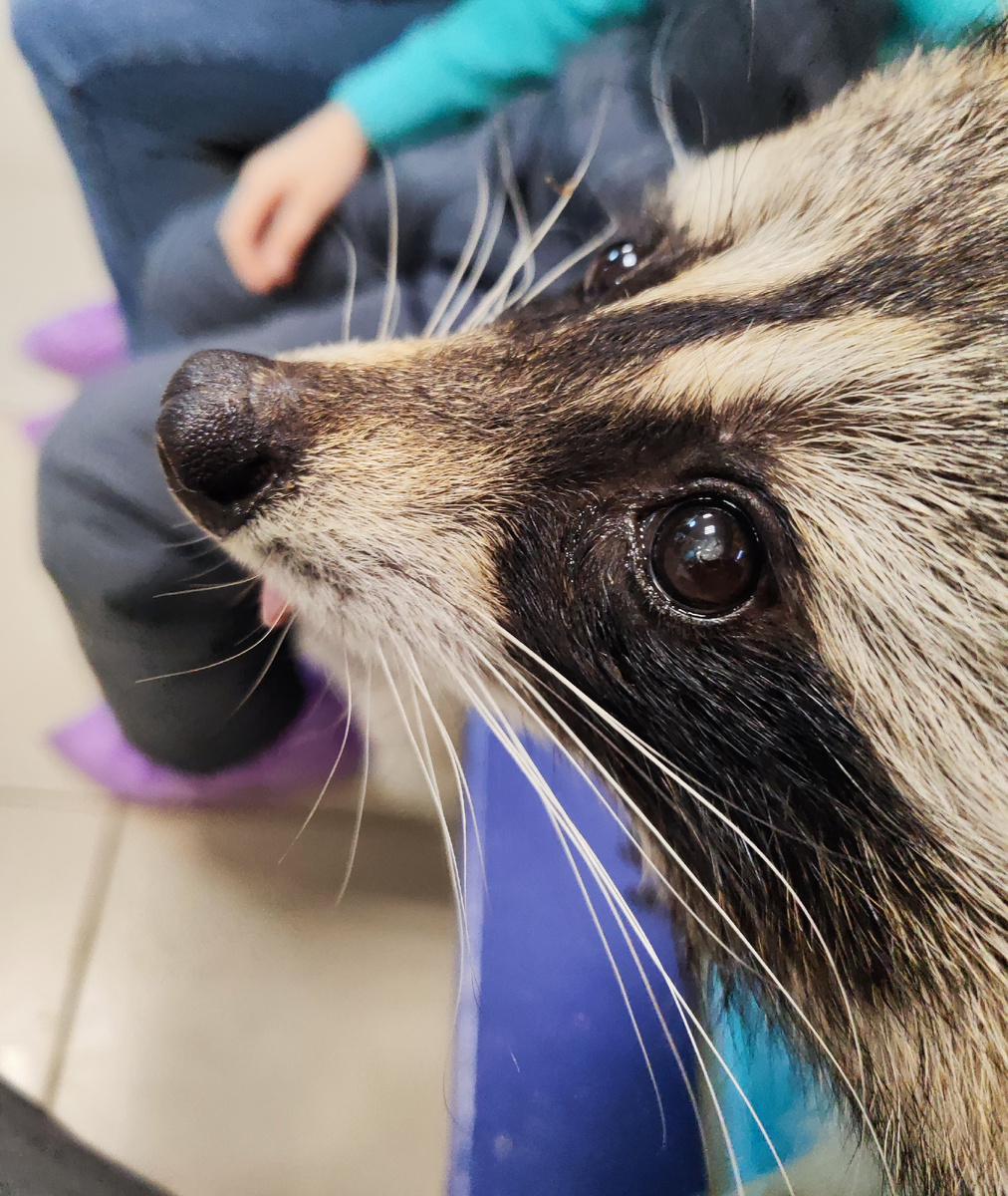 "Село енотов" Тюмень.