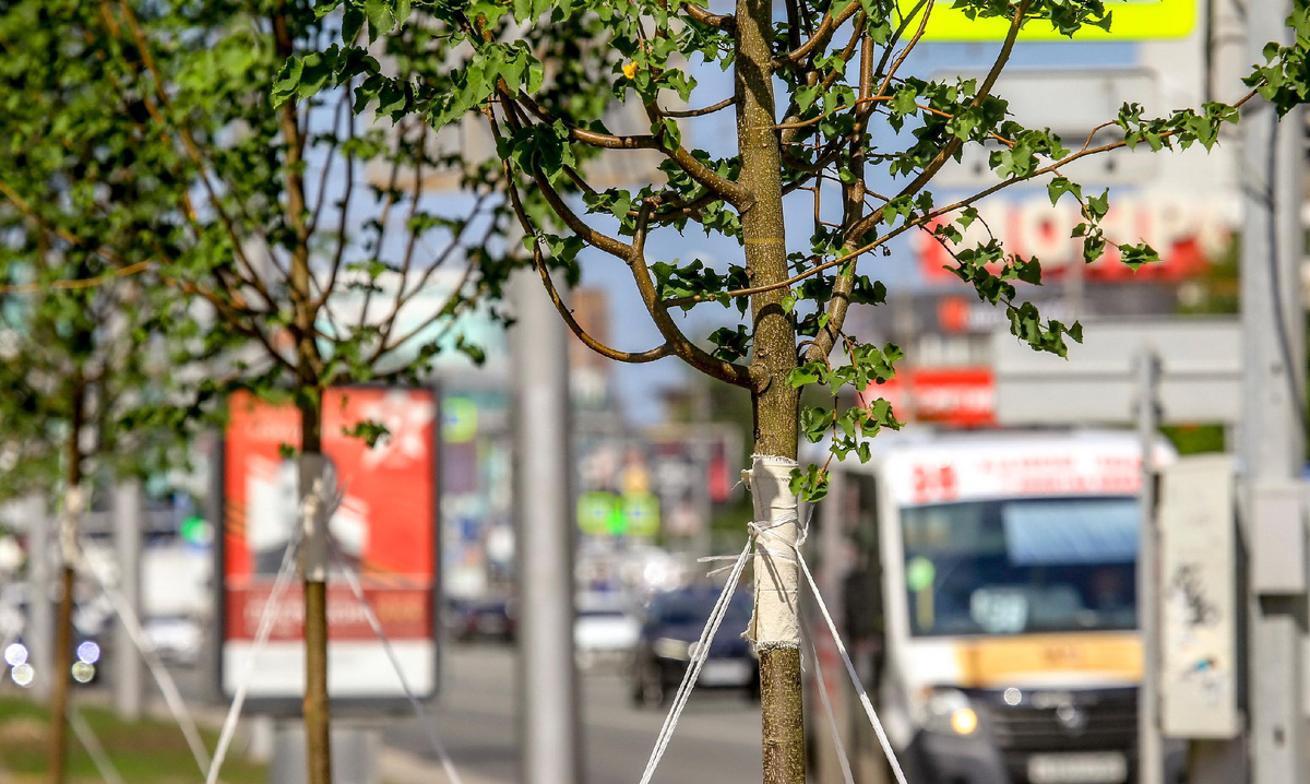 Фото: nsknews.info