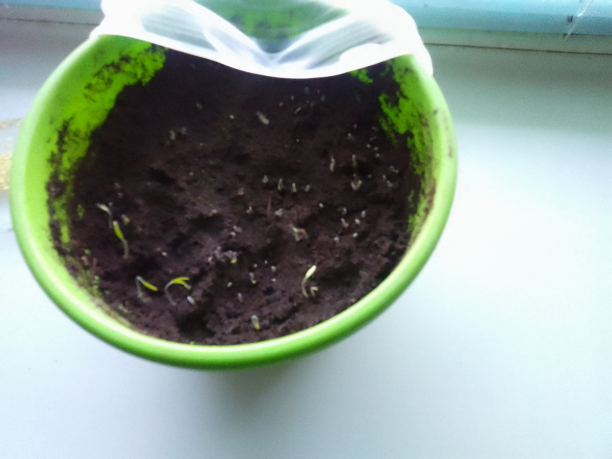 Появились всходы