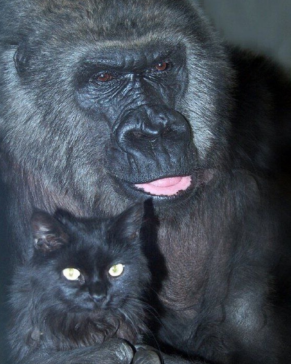 Матта и Антрацит