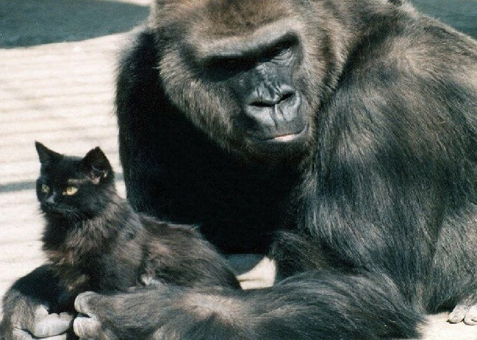 Метта и Антрацит